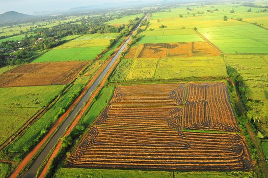 Bird eye view of rice field in Thailand