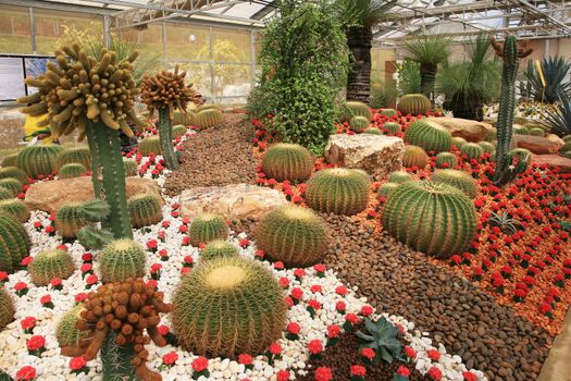 Colorful cactus field in the morning