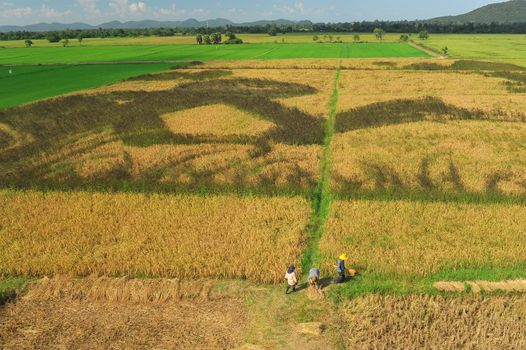 Bird eye view of rice field in Thailand