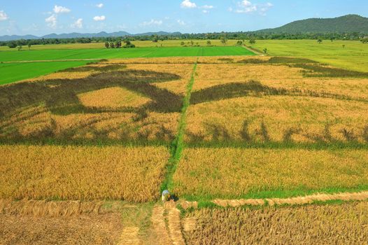 Bird eye view of rice field in Thailand