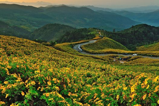 Tithonia ( Mexican sunflower) , viewpoint on mountain in the morning at Doi Mae U-khaw, Mae Hong Son province Thailand