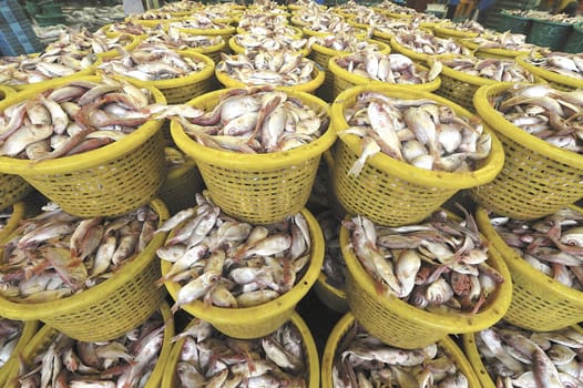 Fresh fish at Talaythai seafood market in Thailand.