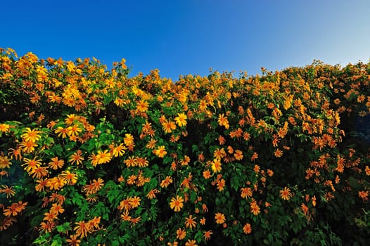 Tithonia ( Mexican sunflower) , viewpoint on mountain in the morning at Doi Mae U-khaw, Mae Hong Son province Thailand