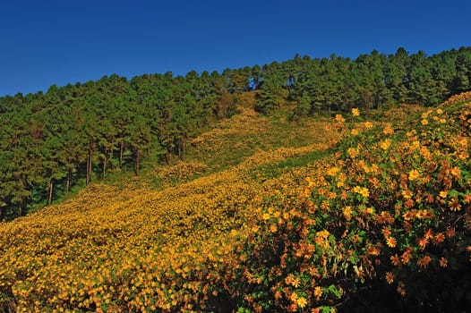 Tithonia ( Mexican sunflower) , viewpoint on mountain in the morning at Doi Mae U-khaw, Mae Hong Son province Thailand