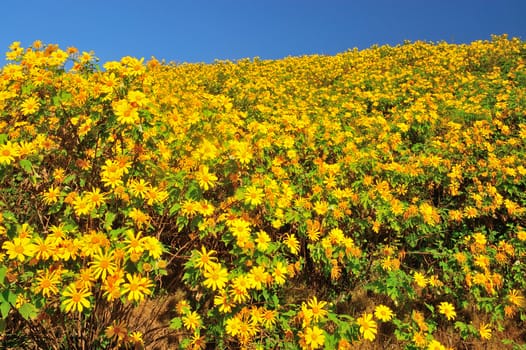 Tithonia ( Mexican sunflower) , viewpoint on mountain in the morning at Doi Mae U-khaw, Mae Hong Son province Thailand