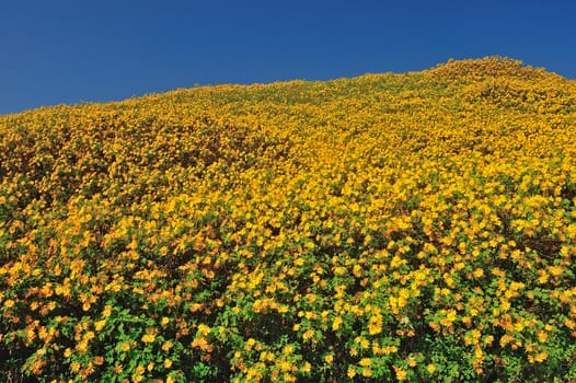 Tithonia ( Mexican sunflower) , viewpoint on mountain in the morning at Doi Mae U-khaw, Mae Hong Son province Thailand