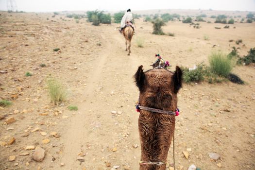 tourists going for a caml trip in the middle of deserts with old nomads