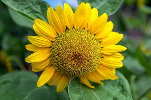 Sunflower in Nong Nooch Garden, Pattaya Thailand.