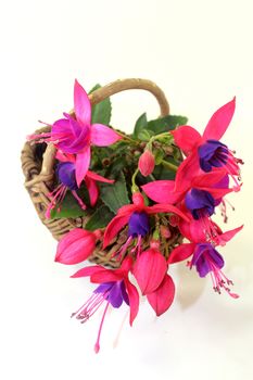 pink fuchsia flowers in front of white background