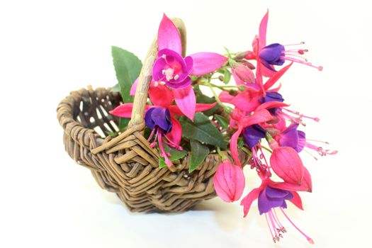 pink fuchsia flowers in front of white background