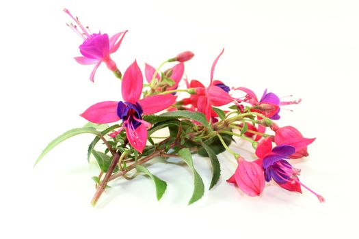 pink fuchsia flowers in front of white background