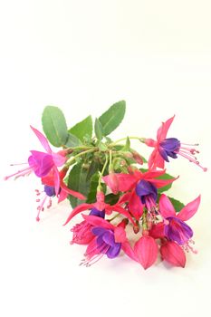 pink fuchsia flowers in front of white background