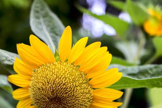 Sunflower Petals in Nong Nooch Garden, Thailand.