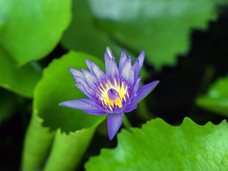 Purple Nymphaea After Rain in Nong Nooch Garden, Thailand.