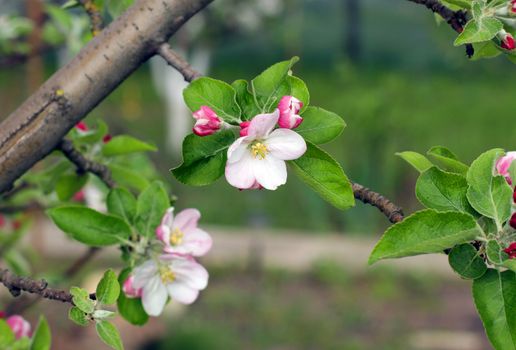 apple blossoms in spring in the garden
