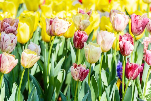 Beautiful bouquet of tulips. colorful tulips in the garden