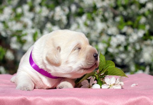 newborn happy yellow labrador puppy in spring