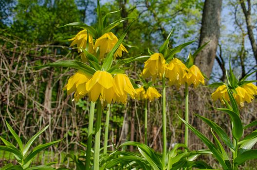 Fritillaria imperialis in spring garden nature