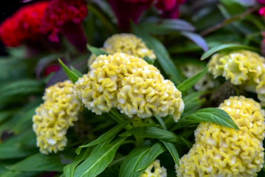 Celosia Cristata on the background of Red Cockscombs.