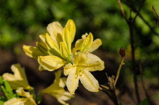 bright yellow big magnolia blossom on backyard background