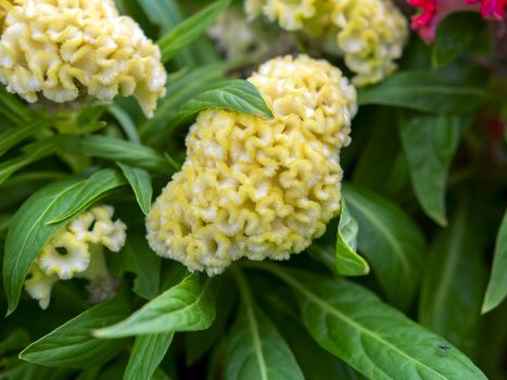 Celosia Cristata is ornamental plants in the amaranth family, Amaranthaceae.