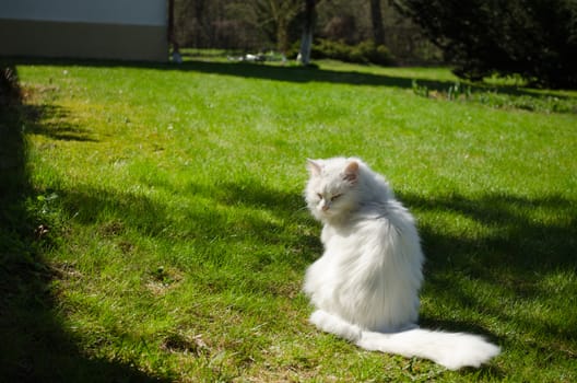 white long hair cat sits in the meadow garden spring