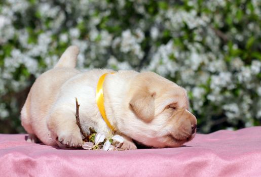 a newborn happy yellow labrador puppy in spring