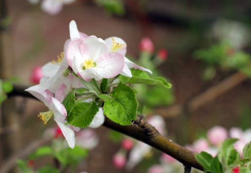 Blooming apple tree in the garden in spring