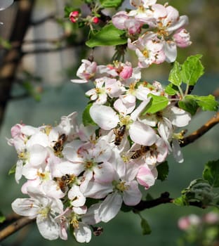 nice apple blossoms in spring in the garden