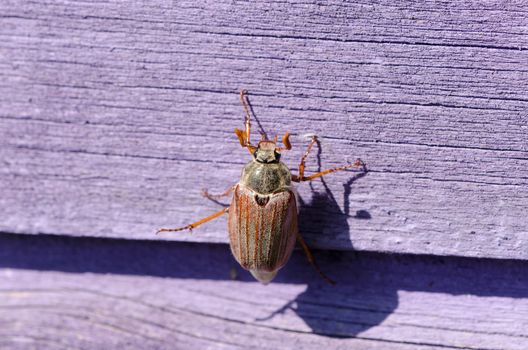 small brown cockchafer chafer crawls on wooden pale purple surface