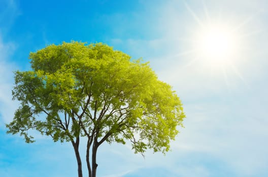 Single Tree Over Blue Sky With Sun