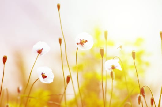 Photo of Poppy Flower Over Green Grass in Springtime