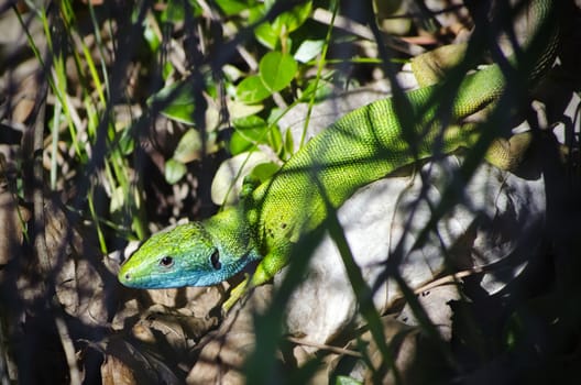 Single Green Lizard Over Natural Background