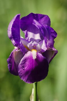 Photo of Iris Flower in Springtime