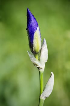 Photo of Iris Flower in Springtime