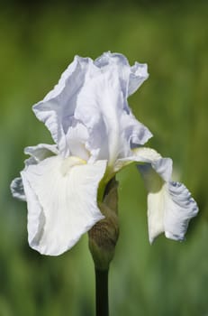 Photo of Iris Flower in Springtime