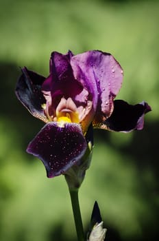 Photo of Iris Flower in Springtime