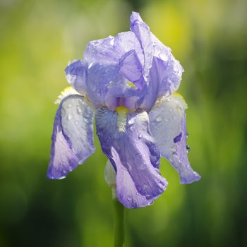 Photo of Iris Flower in Springtime