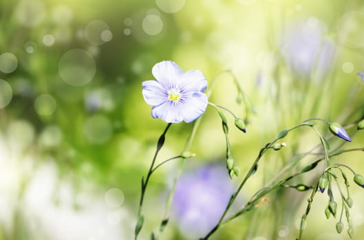Photo of Spring or Summer Flower Over Green