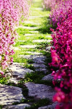 Photo of Path over Spring or Summer Flower