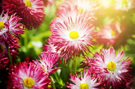 Photo of Spring or Summer Flower Over Green