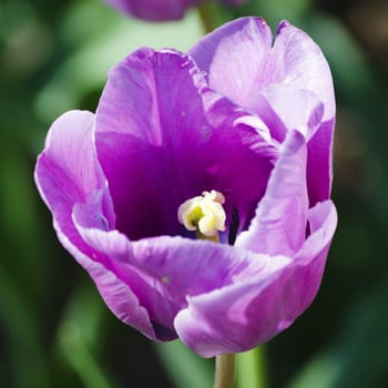 Photo of the Violet Tulip Over Green