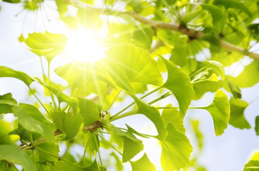 Photo of Ginkgo Biloba Tree Leaves Over Blue Sky