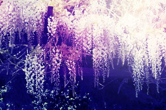 Spring Wistaria Flower Blossom in Nature