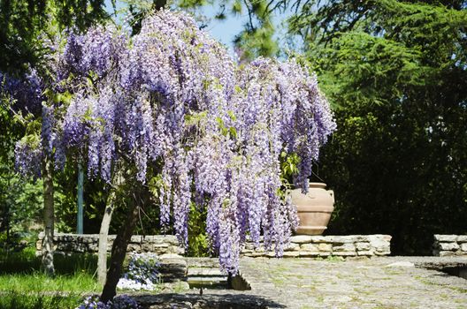 Spring Wistaria Flower Blossom in Nature