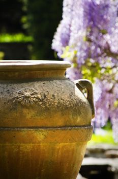 Antique Clay Vase Over Spring Wistaria Flower Blossom