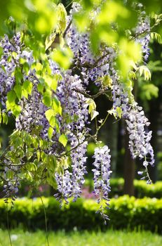 Spring Wistaria Flower Blossom in Nature