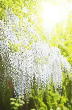 Spring Wistaria Flower Blossom in Nature