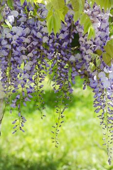 Spring Wistaria Flower Blossom in Nature