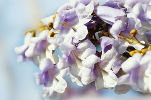 Spring Paulownia Flower Blossom Over Light Background
